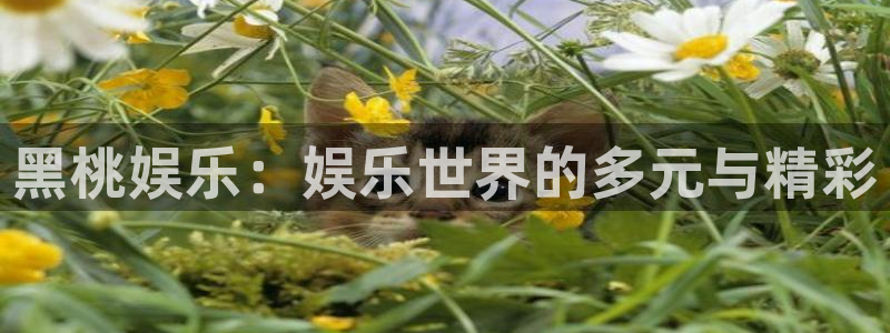 伟德国际1946环保：黑桃娱乐：娱乐世界的多元与精彩